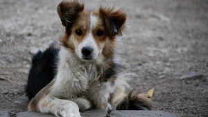 Безплатна ваксинация на кучета и котета във фондация ''Четири лапи'' на 30 април
