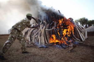 Президентът на Кения запали клада от слонова кост