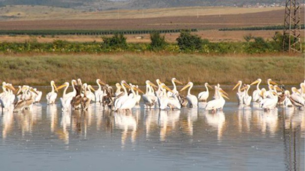 Втора колония на пеликани в България