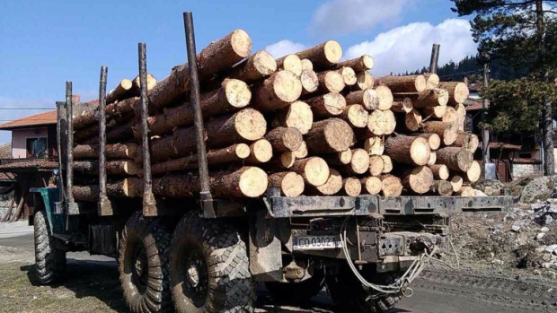 Първият електронен търг за дървесина се провали заради бойкот на участниците