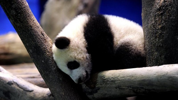 В Китай създадоха детска градина за панди