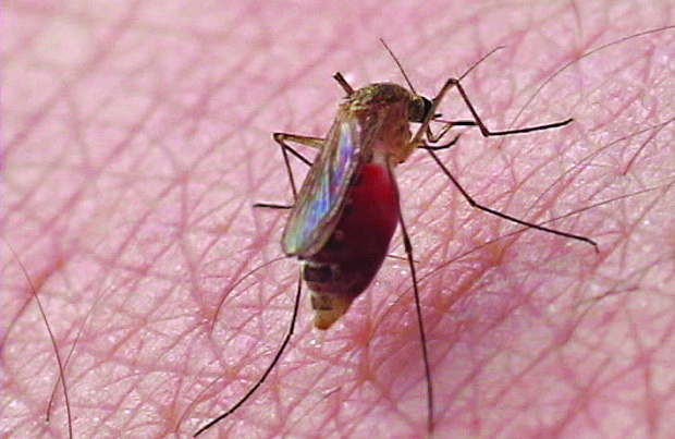 През 2015 г. няма нито един регистриран случай на заразяване с малария в Европа