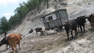 Вероломен бик нападна стопанина си край Петрич и го прати в болница