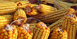 Фонд „Земеделие“ даде над 3 млн. лв. за съсипана реколта