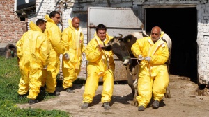 Още едно огнище на нодуларен дерматит в Кюстендилско