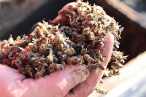 Близо половината от пчелите в САЩ загинали за година