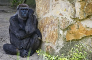 За пръв път установиха лесбийско поведение при горили