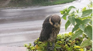 Соколи бранят гостите на скъп хотел в Кан от досадни чайки