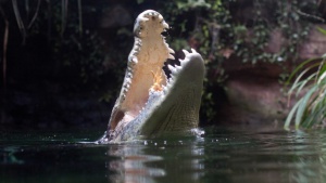 72-годишен австралиец с часове се отбранявал от крокодил, въоръжен само с гаечен ключ