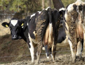 Ново огнище на дерматит пламна в благоевградско
