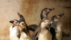 Изчезващ вид пингвини се родиха чрез изкуствено осеменяване