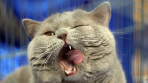 Учени "разполовиха" Котката на Шрьодингер