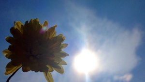 Времето над страната ще бъде предимно слънчево и топло