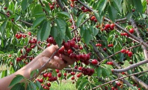 Масово в страната е съсипана реколтата от ранни плодове