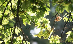 Времето в страната остава топло през деня с превалявания вечерта
