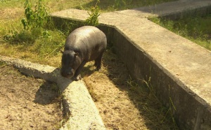 Столичният зоопарк се сдоби с хипопотамчета-пигмеи