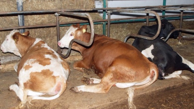 Нови случаи на нодуларен дерматит край Кюстендил