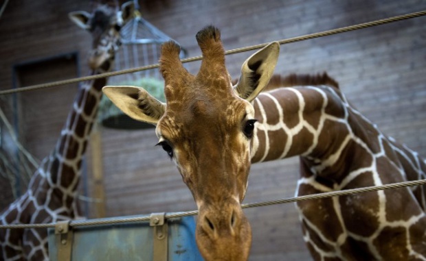 Учени са разкрили защо жирафите изглеждат толкова странно