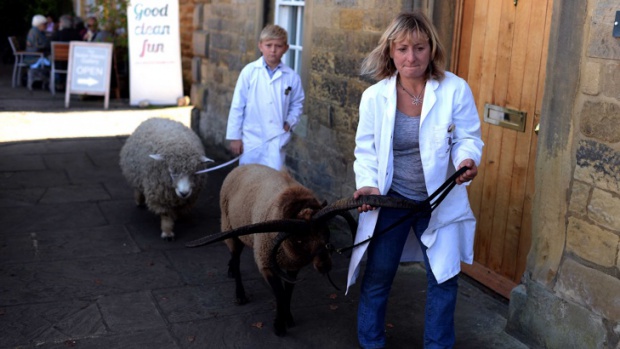 Британски овце се развилняха след като пасоха канабис