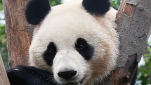 В Китай се роди второ бебе панда