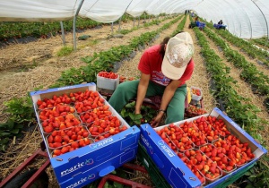 Британски фирми се страхуват от загуба на работници имигранти за селското стопанство