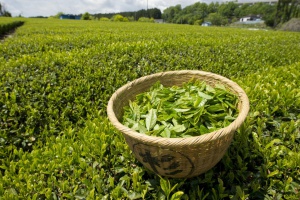 Откритие: зеленият чай помага в борбата със Синдрома на Даун