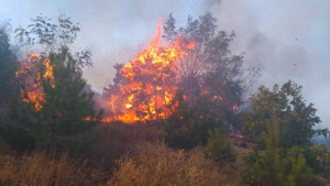 4 пъти са се увеличили умишлените горски пожари за една година