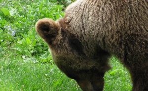 Кафява мечка провали учение на НАТО във Финландия, над 3 хил. елитни войници си плюли на петите от страх