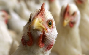 Бил Гейтс дарява 100 хил. пилета на развиващи се страни