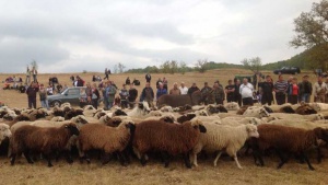 Необичайни български породи животни в село Чупрене