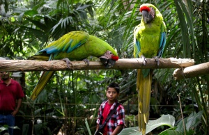 Коста Рика затваря всички зоологически градини и пуска животните на свобода
