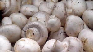 Тричленно семейство се отрови с култивирани печурки