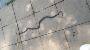 Змия пропълзя в дома на възрастна жена от Пловдив