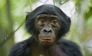 Откритие: Как маймуни извличат алкохол от дърветата?