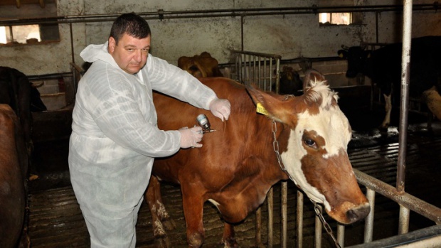 С 2 млн. лева ще обезщетят фермерите с унищожени животни заради болестта по кравите