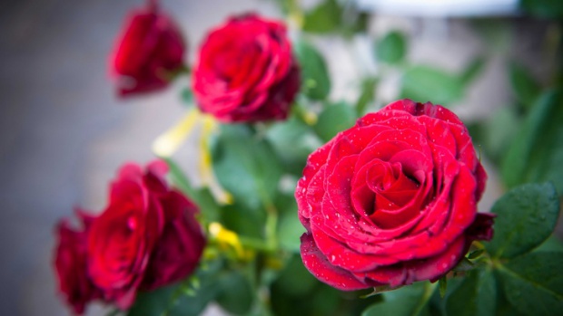 Откриват жив музей на розата в Казанлък