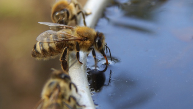 Български изобретатели с план за спасението на пчелите