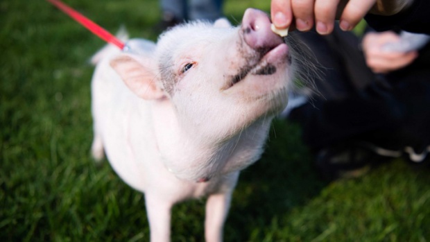 Американски учени се опитват да отгледат човешки органи в свине