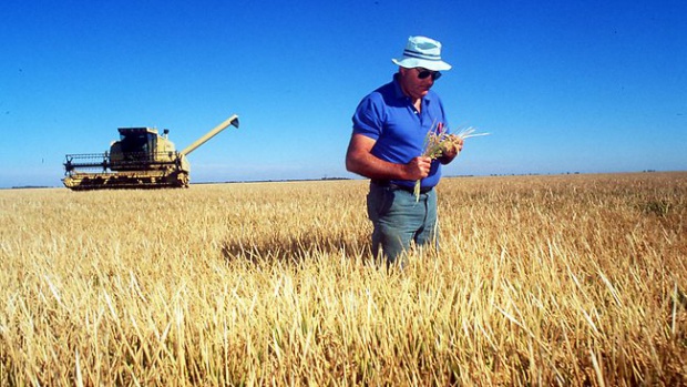 Зърнопроизводители очакват слаба реколта