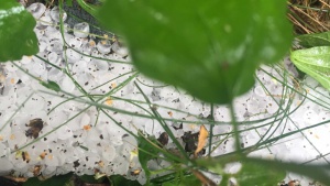 Градушка опустоши Лозен