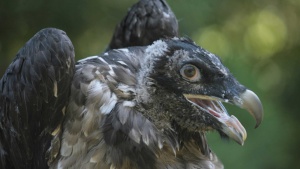 Изпращаме защитен лешояд във Франция да създаде поколение