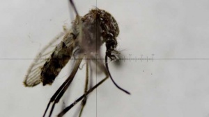 Комарът, причинител на зика, вече е в България