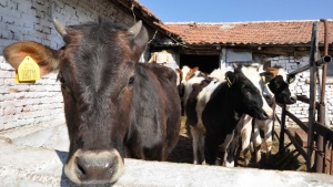 Ваксинация на кравите срещу нодуларен дарматит е разпоредена по спешност
