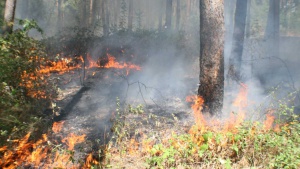 Червен код в Хасковска област заради опасност от пожари