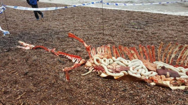 "Намериха" скелета на чудовището от Лох Нес