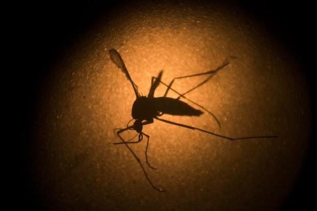 Генно модифицирани комари ще се борят с вируса Зика