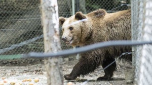 Нови правила за посетителите в Парка за танцуващи мечки
