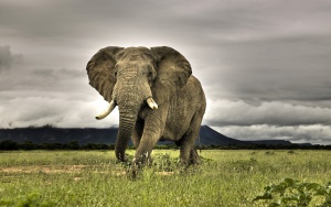 Две държави спасяват дива слоница от наводнение