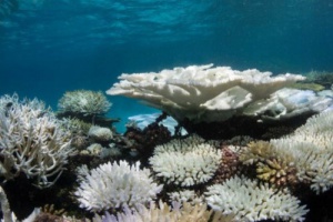 На Малдивите коралите избледняха