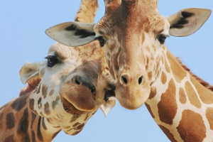 Жираф, страдал от пневмония, умира на път за новия си дом